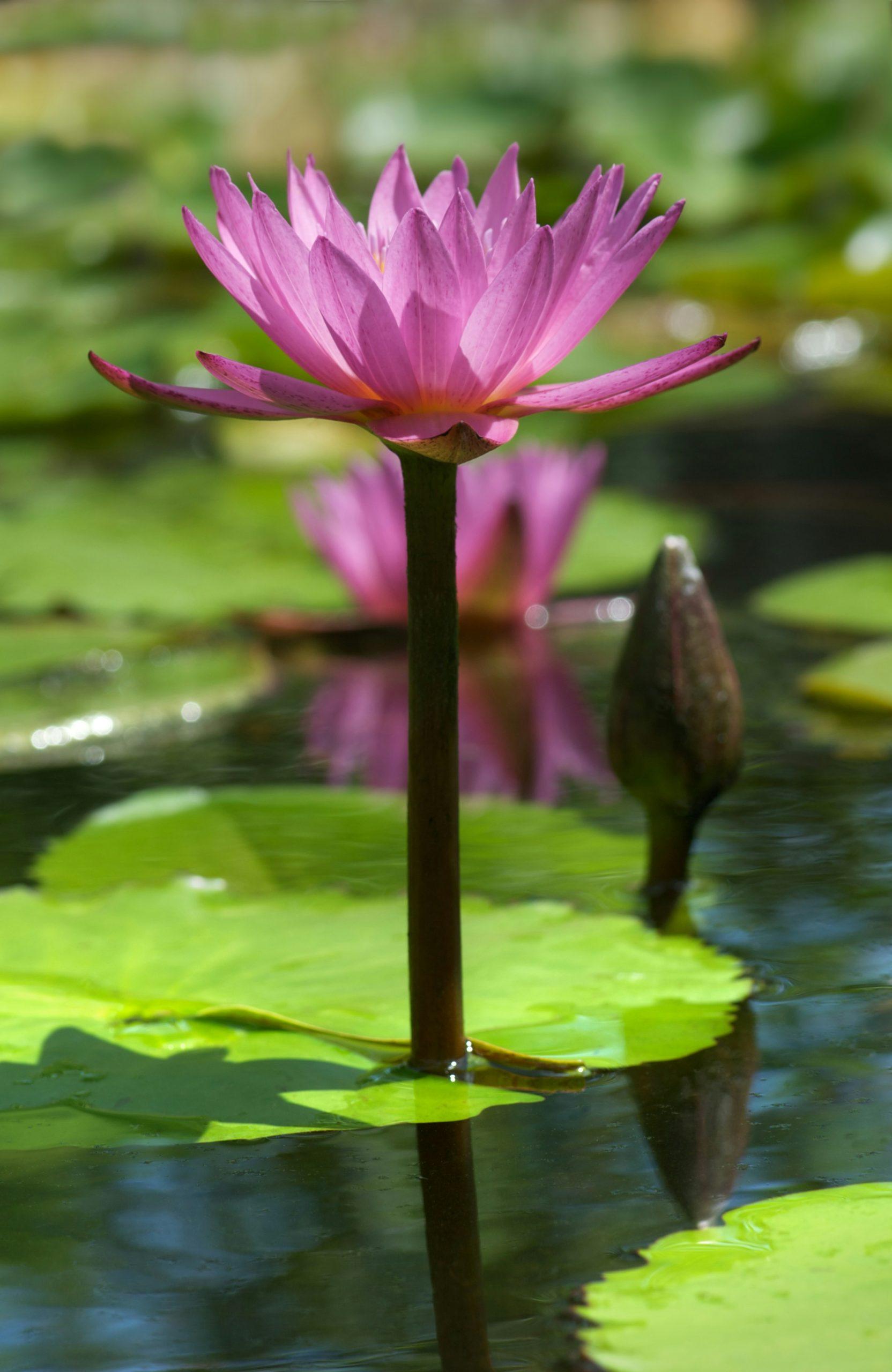 a pink water lily in a pond with lily pads