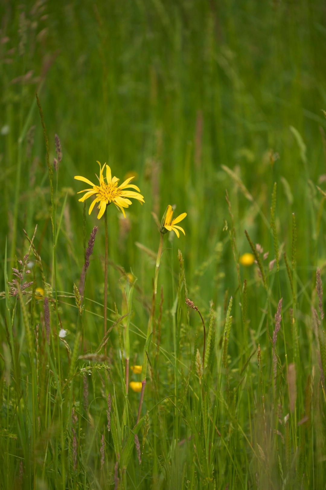 girl in flower field 2
